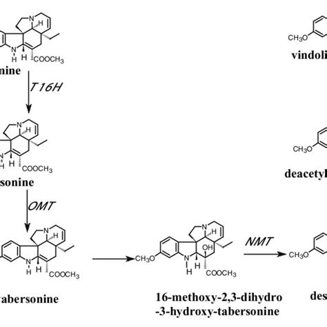 Biosynthesis Of L Tryptophan Through The Chorismate Pathway 1 Download Scientific Diagram