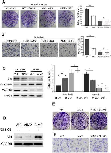 Aim Inhibits Colorectal Cancer Cell Proliferation And Migration