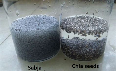 7 Differences Between Chia Seeds And Sabja Seeds Goqii