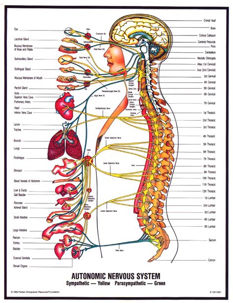 Autonomic Nervous System Diagram Labeled Autonomic Nervous S