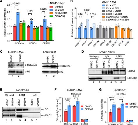 Figure 1 From LSD1 Promotes Prostate Cancer Reprogramming By Repressing