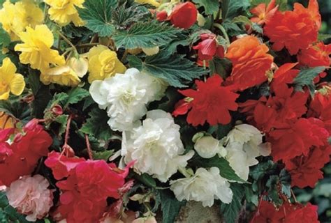 Begonia Pendula Mixed WPC Prins Quality Bulbs Tubers Pack X3 South