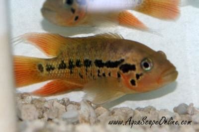 Red tiger Motaguense 2"-3" (parachromis motaguensis) - Product View