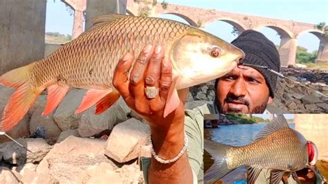 Fishing Carp Fish Catching King Size Rohu Fish Catla Fish Singh Shikar