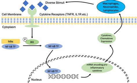 Nuclear Factor Kappa B Pathway Inflammations Role In Obesity