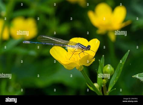 Two Dragonflies Zygoptera Mate Odonata Is An Order Of Carnivorous