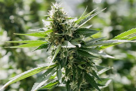 Pink Tuna: Potency, Benefits, and Why Choose Low Price Bud