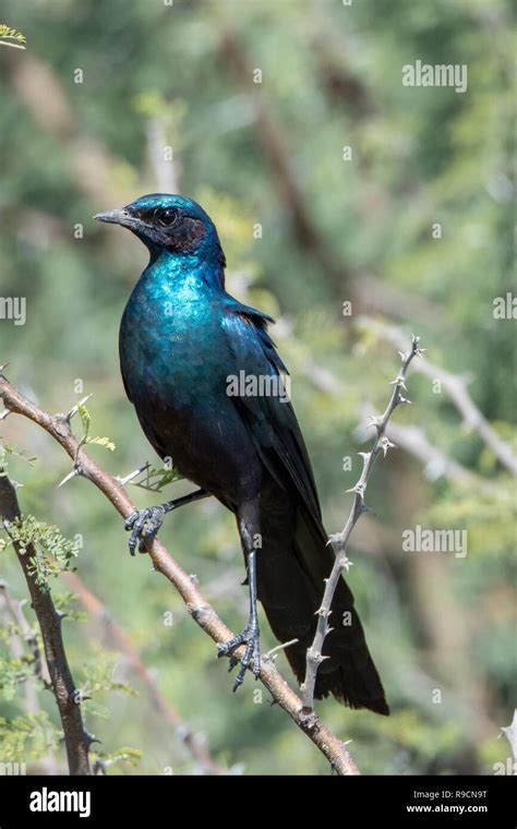 Burchells Starling Lamprotornis Australis In Botswana Africa Stock