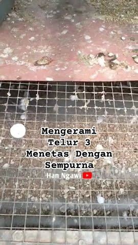 Perkutut Majapahit Warna Shorts Youtube