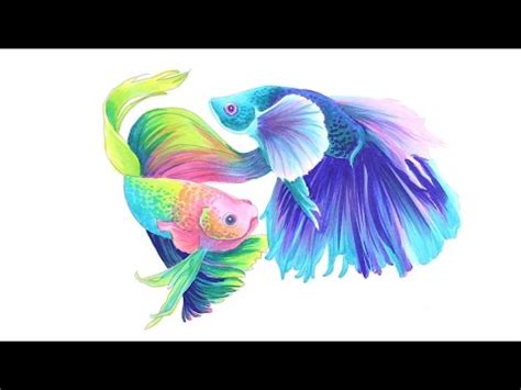 Watercolor Betta Fish at PaintingValley.com | Explore collection of Watercolor Betta Fish