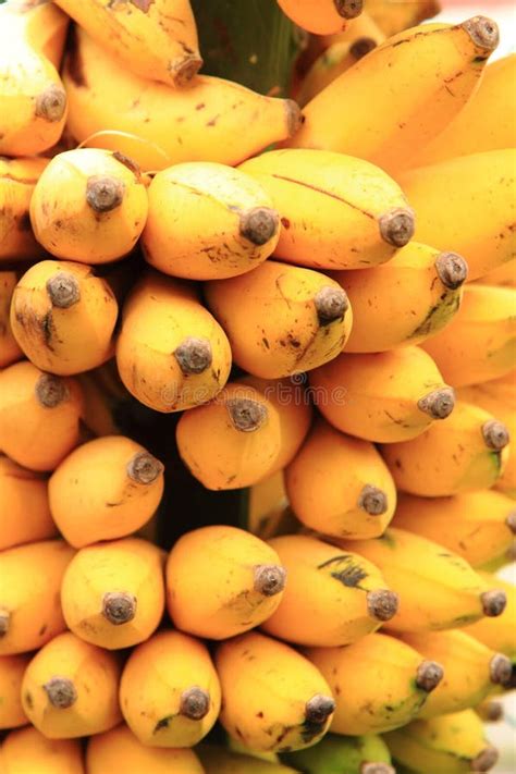 Banana Fruits From Africa Stock Photo Image Of Crops 99501752