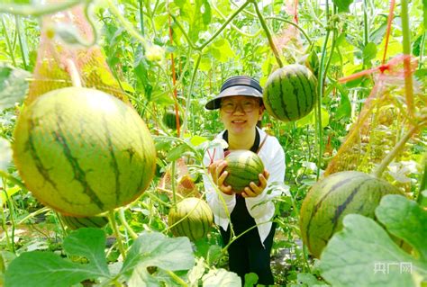 洛阳市孟津区送庄镇：袖珍小西瓜撬动乡村振兴大产业央广网