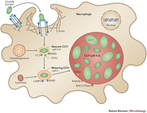 Pathogenesis and Clinical Manifestations of Coxiella burnetii