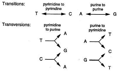 DNA Mutation and Repair