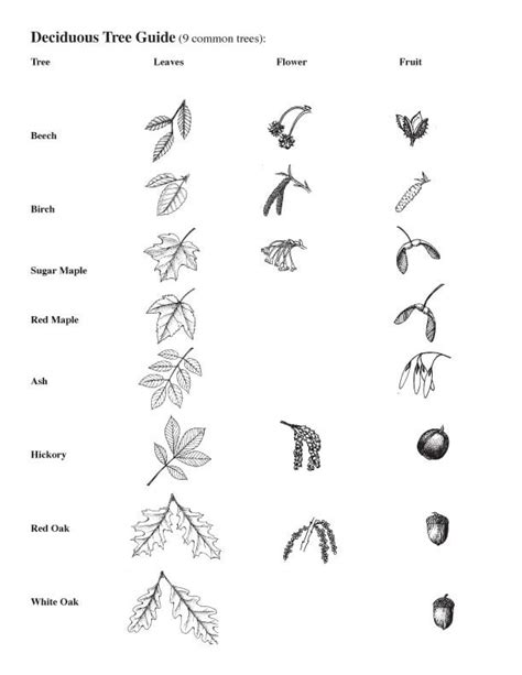 deciduous tree guide : Biological Science Picture Directory – Pulpbits.net