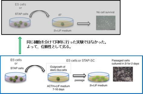 616の若山教授の会見で判明した事など−stap細胞がes細胞である可能性について Warblers Diary