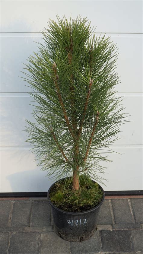 Sosna Czarna Pyramidalis Pinus Nigra Pyramidalis Ogrodowyokazy Pl