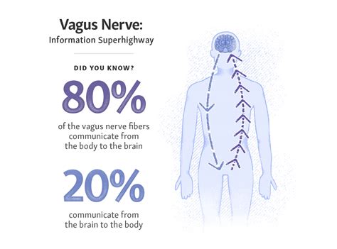 Unlocking The Power Of Your Vagus Nerve Vagus Nerve Exercises