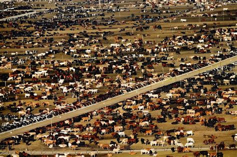 Lélevage une catastrophe écologique Végétik