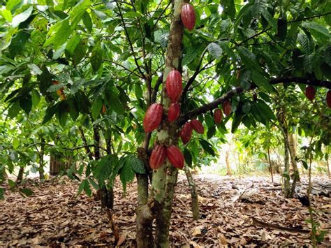 Producci N De Plantas De Cacao En Pet N Fortalece Econom A De Las