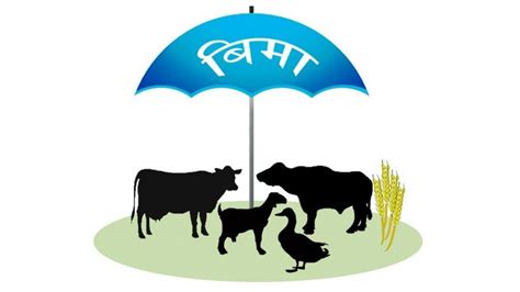 Agricultural Insurance Fails To Attract Farmers In Sudurpaschim