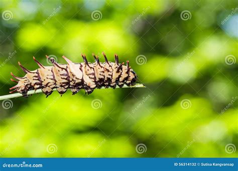 Caterpillar Da Borboleta Birdwing Comum Dourada Foto De Stock