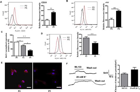 Inhibition Of Kir Channel Induced Depolarization Promotes Cell