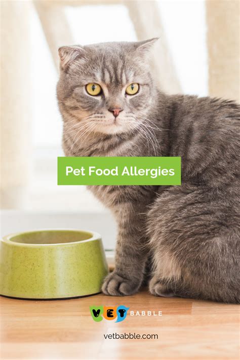 Cat Food Allergy Test