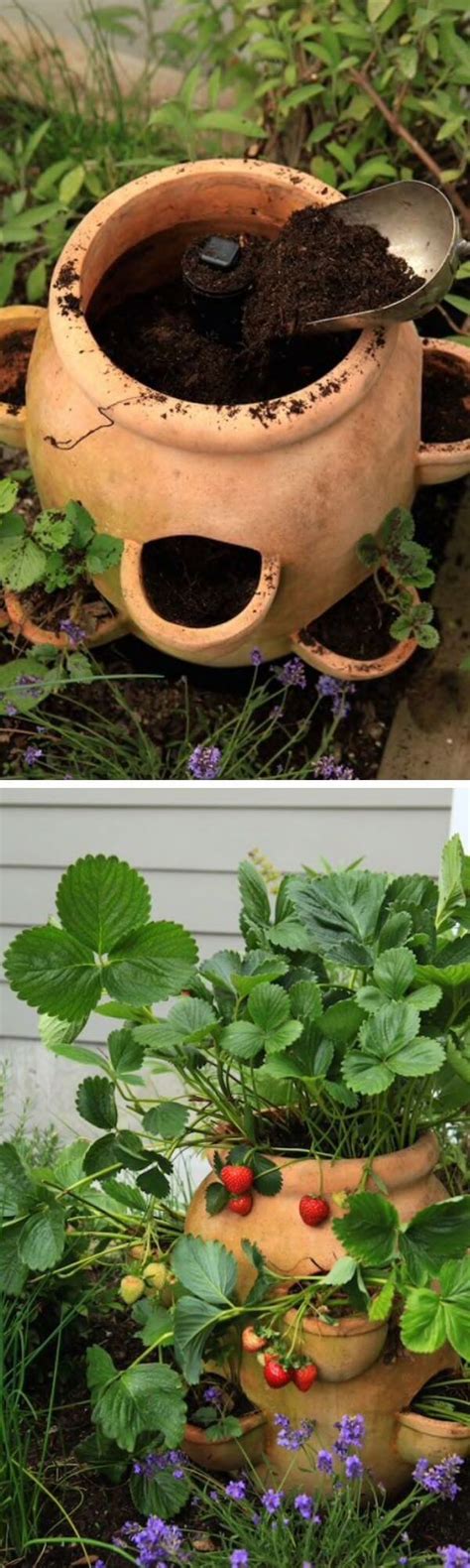 How To Grow Strawberries In A Strawberry Pot Back Gardener