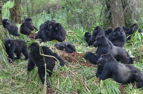 3 Day Bwindi Gorilla Tour From Kigali Safari Vacations Travel Services