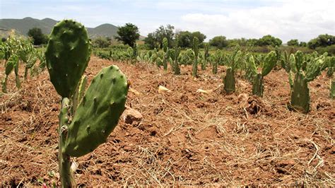 Fortalece Agricultura Atenci N En Zonas Ridas Y Semi Ridas Del Pa S