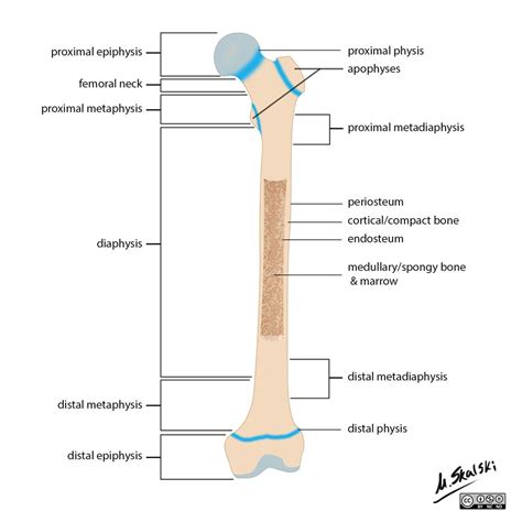 Long Bone Labeled Compact Bone Cartilage Bone Ossification The