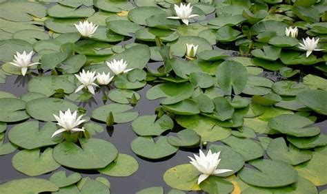 20 Miniature Water Lily Varieties for a Container Water Garden