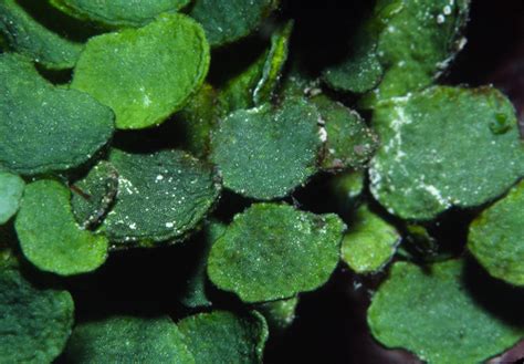 Watercress Alga Halimeda Opuntia