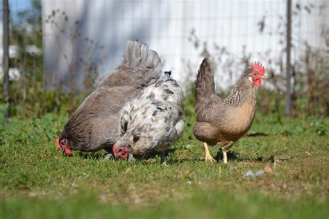 Meyer Hatchery Blog Your Premier Poultry Resource