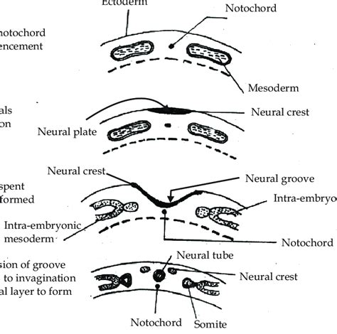 1 Stages in the development of the neural tube | Download Scientific Diagram