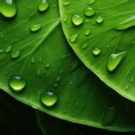 RUDOLF | BIONIC-FINISH® ECO