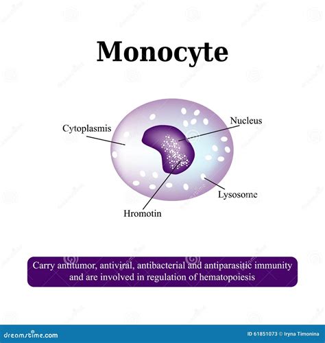 Monocyte Diagram Labeled