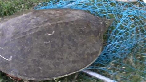 Catching a Softshell Turtle - YouTube