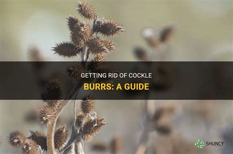 Getting Rid Of Cockle Burrs A Guide Shuncy