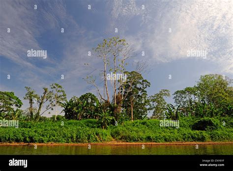 River Shore In The Rain Forest Honduras La Mosquitia Las Marias