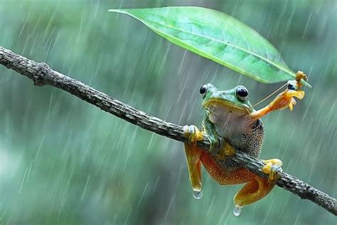 Frog Using A Leaf Umbrella In Indonesia By Nur Santo Photorator