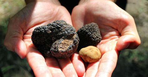 San Gimignano Pernoctaci N Y Caza De Trufas Con Cata De Vinos