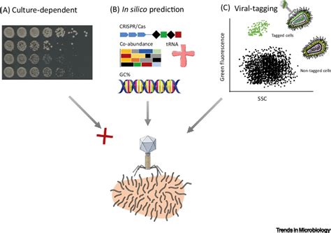 Overview Of Different Methods Used For The Analysis Of Phages Host