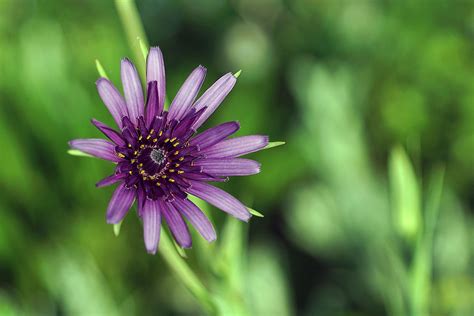 Purple Morning Star Purple Morning Star Tragopogon Porr Flickr