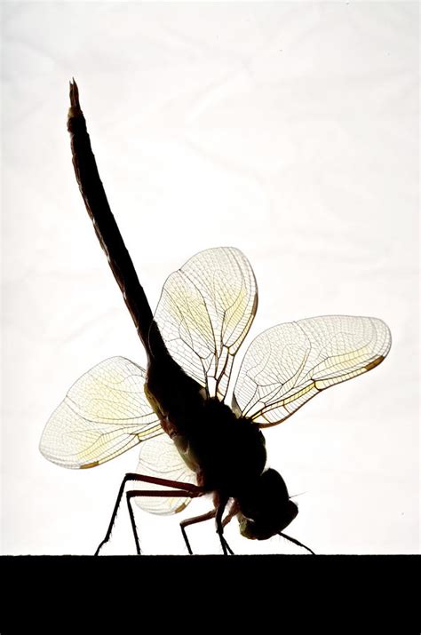 Anax Junius Green Darner Or Common Photograph By Aaron Ansarov Fine