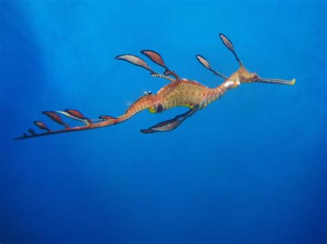 Premium Photo A Sea Dragon Swimming In A Blue Ocean