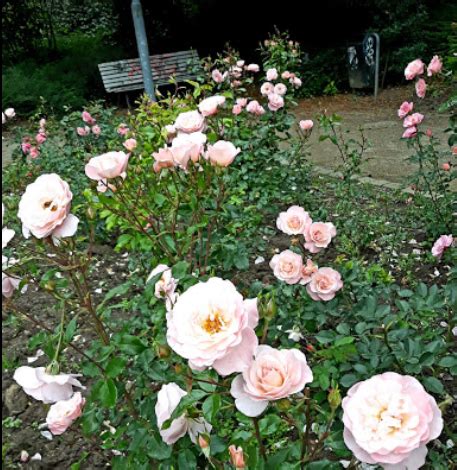 Rosengarten Bergisch Gladbach