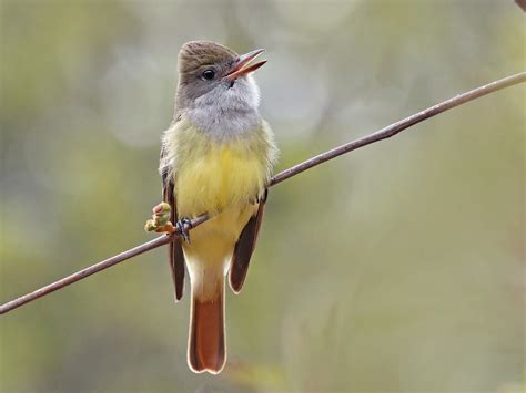 Nestwatch Great Crested Flycatcher Nestwatch