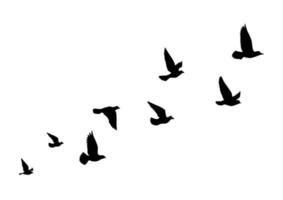 Flying Bird Silhouettes Simple